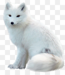 Tundra PNG - Arctic Tundra Animals. - CleanPNG / KissPNG