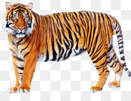 Bengal Tiger PNG - bengal-tiger-white bengal-tiger-animal bengal-tiger-drawing  bengal-tigers-football bengal-tiger-silhouette bengal-tiger-cartoon bengal- tiger-claws bengal-tiger-food bengal-tiger-movies bengal-tiger-card bengal- tiger-pets bengal-tiger ...