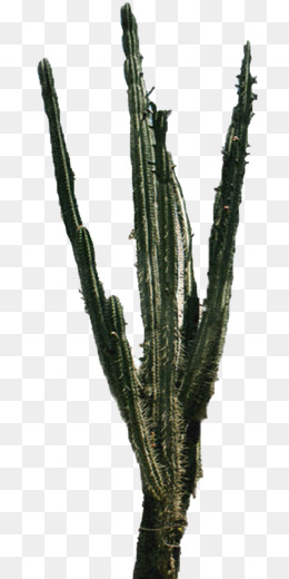 Cactus PNG - Watercolor Cactus, Cactus Flower, Cartoon Cactus, Cactus  Vector, Cute Cactus, Cactus Background, Cactus Border, Desert Cactus, Cactus  Silhouette, Mexican Cactus, Cactus Cute, Cactus Plants. - CleanPNG / KissPNG