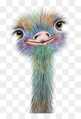 Emu PNG - Emu Bird, Cartoon Emu, Emu War, Edward The Emu. - CleanPNG /  KissPNG