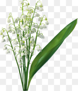 Lily Of The Valley PNG - Lily Of The Valley, Lily Of The Valley Flower, Lily  Of The Valley Illustration, Lily Of The Valley Border, Lily Of The Valley  Centerpieces, Victorian Lily