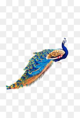 Peacock PNG - Peacock Vector, Cartoon Peacock, Peacock Border, Peacock  Design, Peacock Drawing, Peacock Tail, Peacock Wedding, Single Peacock  Feather, Beautiful Peacock, Cute Peacock. - CleanPNG / KissPNG