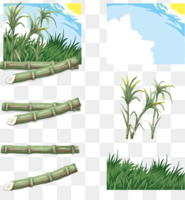Sugar Cane PNG - Sugar Cane Art, Sugar Cane Clip AR. - CleanPNG / KissPNG