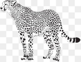 Cheetah Drawing PNG - cheetah-drawing-art cheetah-drawing-cute cheetah- drawing-color cheetah-drawing-cartoon cheetah-drawing-background. -  CleanPNG / KissPNG