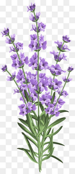 English Lavender PNG and English Lavender Transparent Clipart Free  Download. - CleanPNG / KissPNG