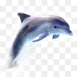 Dolphin PNG - Dolphin Silhouette, Cartoon Dolphin, Cute Dolphin, Bottlenose  Dolphin, DOLPHIN VECTOR, Blue Dolphin, Baby Dolphin, Dolphin Outline, Dolphin  Wallpaper, Dolphin Family. - CleanPNG / KissPNG