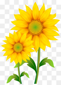 Sunflower Png - Draw A Sunflower Head Transparent PNG - 2698x2595 - Free  Download on NicePNG