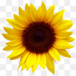 Free Free Clipart Sunflower Cartoon Png SVG PNG EPS DXF File