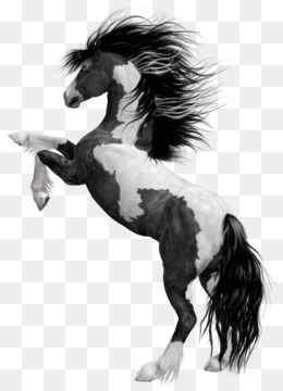 Pinto Horse PNG - pinto-horse-logo black-pinto-horse black-and-white-pinto- horse wild-pinto-horses pinto-horse-black pinto-horse-backgrounds pinto- horse-cartoons pinto-horse-family pinto-horse-gifs pinto-horse-diagrams  pinto-horse-art pinto-horse ...