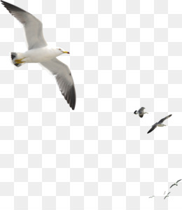 Seagull PNG - Flying Seagull, Cartoon Seagull, Seagull Drawing, Seagull  Black And White, Seagull Transparent. - CleanPNG / KissPNG