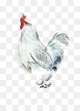 Cock PNG - Animals, Cat, Dog, Silhouette, Bird, Fish, Horse, Pig, Lion,  Bear, Owl, Wolf, Chicken, Elephant, Cow, Tiger, Eagle, Birds, Rabbit,  Feather. - CleanPNG / KissPNG