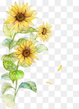 Sunflower Png Sunflower Border Sunflower Vector Sunflower
