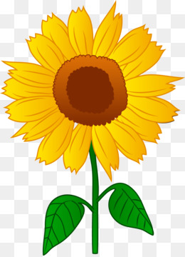 How To Draw A Sunflower Pop Path - Outline Drawing Of Sunflower, HD Png  Download , Transparent Png Image - PNGitem