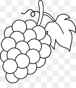 Grapes Drawing PNG and Grapes Drawing Transparent Clipart Free Download. -  CleanPNG / KissPNG