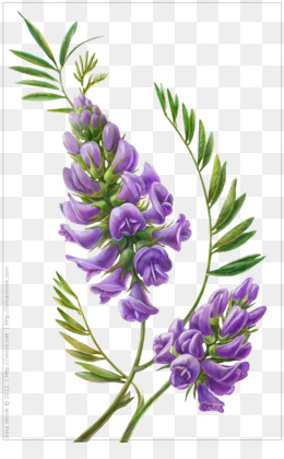 How To Draw Lavender Flowers - Easy Step By Step Guide - Craftsonfire | Flower  sketch pencil, Easy flower drawings, Flower sketches