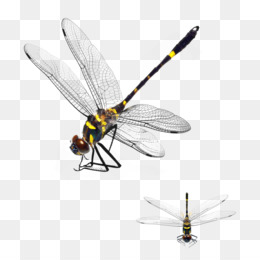 Cartoon Dragonfly PNG - cartoon-dragonfly-wallpaper cute-cartoon-dragonfly  cartoon-dragonfly-tattoos drawing-of-a-cartoon-dragonfly cartoon-dragonfly-desktop-wallpaper  cartoon-dragonfly-design cartoon-dragonfly-tattoos cartoon-dragonfly-art  cartoon ...