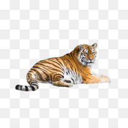 Malayan Tiger PNG and Malayan Tiger Transparent Clipart Free Download. -  CleanPNG / KissPNG