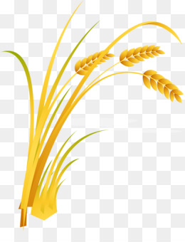 Cartoon Wheat PNG - Cartoon Wheat. - CleanPNG / KissPNG