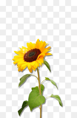 Sunflower Graphics Png And Sunflower Graphics Transparent Clipart