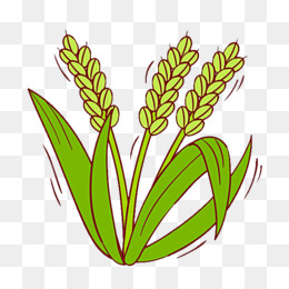 Rice Plant PNG - rice-plant-icon rice-plant-drawing rice-plant-cartoon rice-plant-picture-of-manufacturing  rice-plant-cartoon-black-and-white rice-plant-drawing rice-plant-decorations  rice-plant-coloring rice-plant-symbols rice-plant-silhouette rice ...