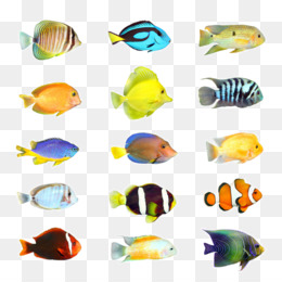 Marine Fish Chart