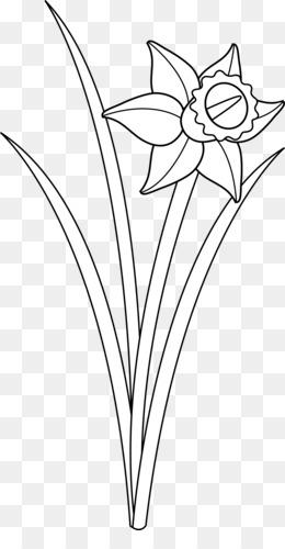 Featured image of post Line Drawing Daffodil Clipart Multiple sizes and related images are all free on clker com