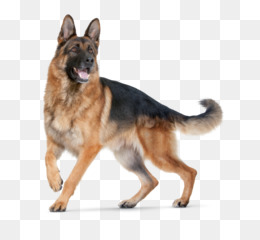 german shepherd dog png
