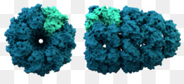 Protein Turquoise