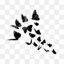 Featured image of post Transparent Black Butterflies Png / 2,346 transparent png illustrations and cipart matching butterfly black and white.