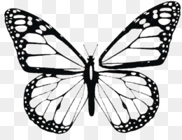 White Butterfly Aesthetic Pictures - Greyfanic