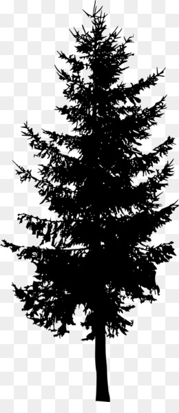 Trees Set Isolated On White Background Forest Background Nature Landscape  Evergreen Coniferous Trees Pine Spruce Christmas Tree Silhouette Vector  Illustration Stock Illustration  Download Image Now  iStock