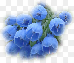 Flores Azules PNG - flores-azules-naturales fondo-flores-azules flores- azules-para-boda flores-azules-claro flores-azules-bajito. - CleanPNG /  KissPNG
