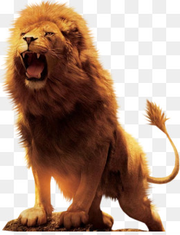 Lion PNG - Lion Head, Lion Logo, Lion Drawing, Lion Silhouette, Cute Lion,  Roaring Lion, Lion Black And White, Lion Family, Lion Mascot, Lion School,  Lion Games. - CleanPNG / KissPNG