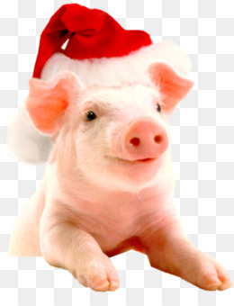 Pig PNG - Piggy Bank, Cute Pig, Cartoon Pig, Pig Drawing, Pig Silhouette,  Pig Black, Pig Graphics, Pig Outline, Bbq Pig, Show Pig. - CleanPNG /  KissPNG