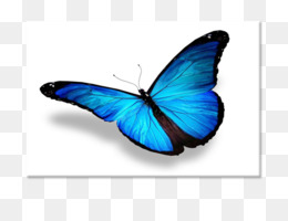 Featured image of post Transparent Butterfly Gif Png Share the best gifs now