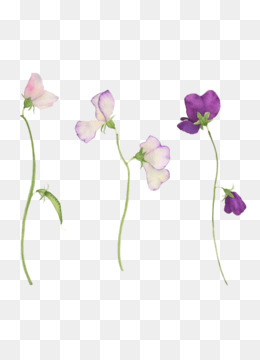 Sweet Pea Flower PNG - sweet-pea-flower-outline sweet-pea-flower-colors  line-drawing-sweet-pea-flower sweet-pea-flower-tattoo sweet-pea-flower-drawing  sweet-pea-flower-cartoon sweet-pea-flower-art sweet-pea-flower-tattoo-designs  vine-sweet-pea-flowers ...