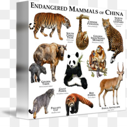 Endangered Animals PNG - really-cute-endangered-animals top-five-endangered-animals  endangered-animals-maps endangered-animals-artwork endangered-animals-family  endangered-animals-crafts endangered-animals-colors endangered-animals-food  endangered ...