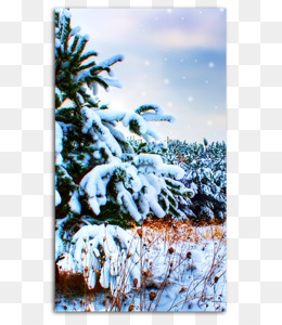 Desktop Hintergrundbild Winter Christmas Wallpaper Schnee Baum Png Herunterladen 1000 625 Kostenlos Transparent Blau Png Herunterladen