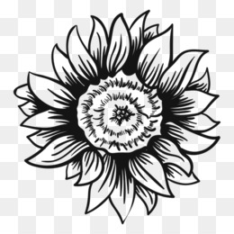 Black And White Flower png download - 2400*3000 - Free Transparent  Minnesota Vikings png Download. - CleanPNG / KissPNG