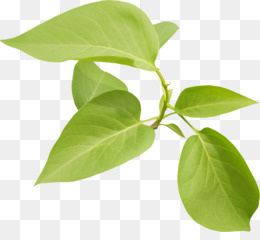 Guava Leaves Png And Guava Leaves Transparent Clipart Free Download Cleanpng Kisspng Common guava leaf, guava, food. guava leaves png and guava leaves
