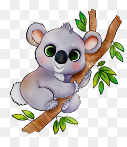  Koala  Cartoon png download 700 700 Free Transparent 