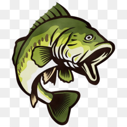 Striped Bass PNG Images - CleanPNG / KissPNG